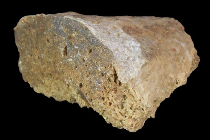Partial Fossil Phytosaur Toe Bone - Arizona #102475